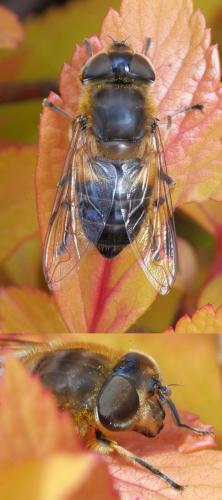 Eristalis similis